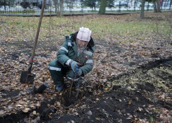 Какие деревья и кустарники высадят этой осенью в Заволжском районе Ульяновска