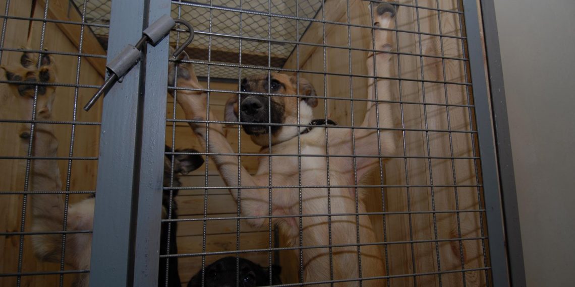 Прокуратура добилась отлова собак в Инзенском районе