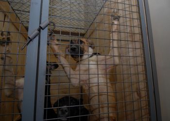 Прокуратура добилась отлова собак в Инзенском районе