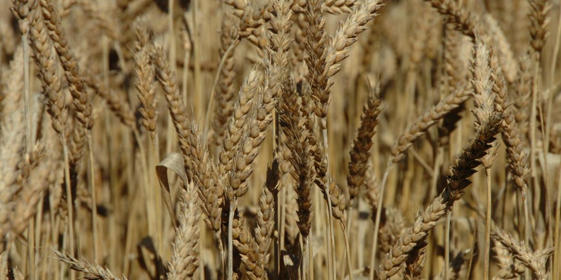 Свыше 148 тысяч тонн зерна в Ульяновской области было декларировано с нарушениями