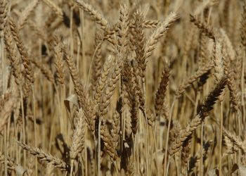 Свыше 148 тысяч тонн зерна в Ульяновской области было декларировано с нарушениями