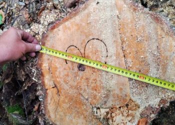 Димитровградского «чёрного лесоруба» задержали за 5 вязов и 2 ольхи