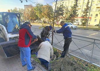 В центре Ульяновска по спецтехнологии высаживают 15-летние липы