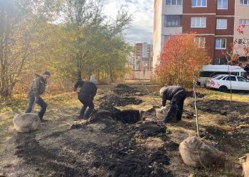 Ульяновск озеленяют липами, березами и рябинами: где и что сажают