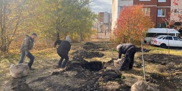 Ульяновск озеленяют липами, березами и рябинами: где и что сажают