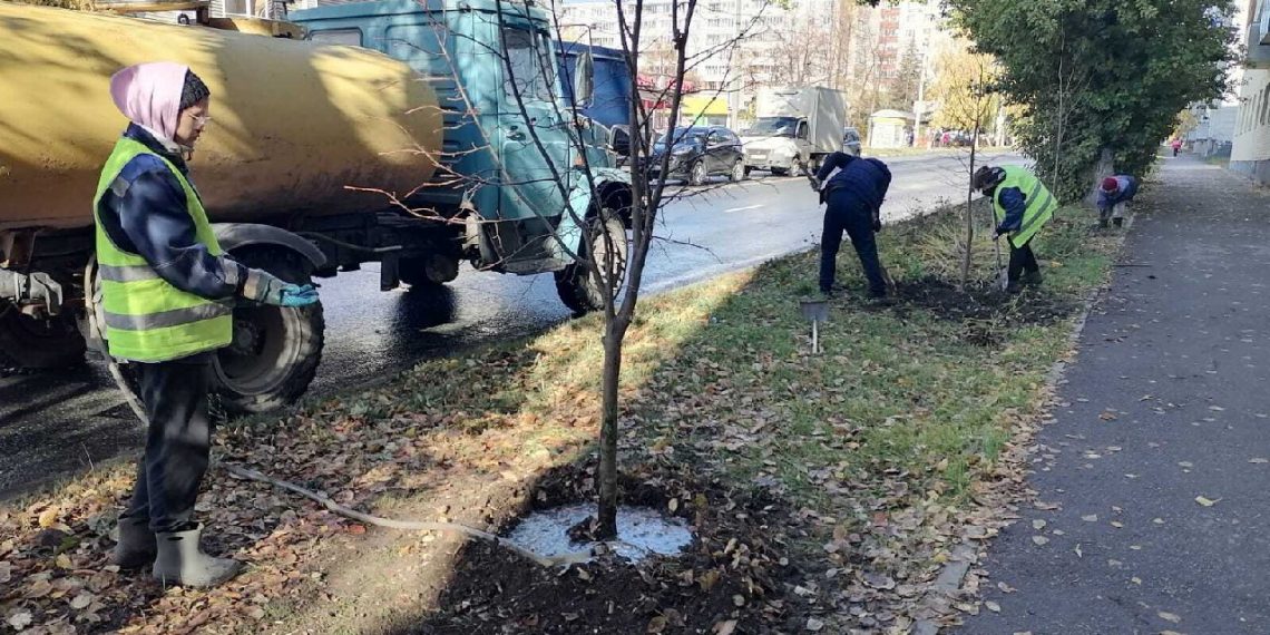 На улице Гагарина в Ульяновске высадили 40 молодых лип вместо аварийных