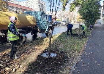 На улице Гагарина в Ульяновске высадили 40 молодых лип вместо аварийных