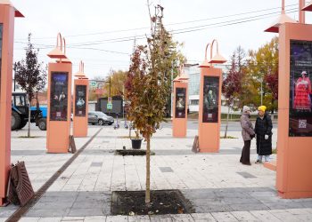 Новые краснолистные клёны высадили в Театральном сквере Ульяновска