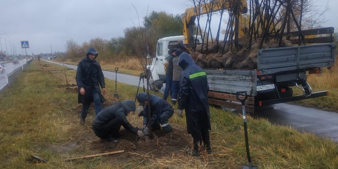 В Заволжском районе Ульяновска высадят 180 деревьев