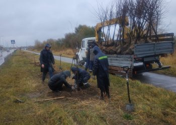 В Заволжском районе Ульяновска высадят 180 деревьев