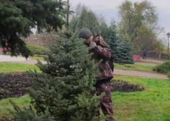 Новые хвойные деревья украсили центр Ульяновска: что и где высадили