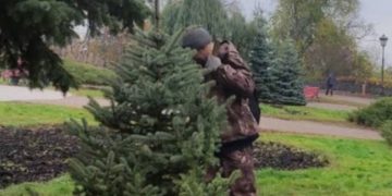 Новые хвойные деревья украсили центр Ульяновска: что и где высадили