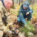 В ульяновском парке Победы заложили новую аллею из 80 кедров