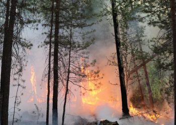 В Ульяновской области вдвое сократилось число лесных пожаров