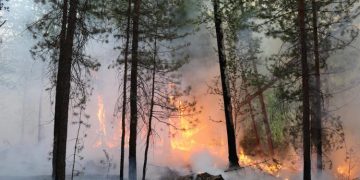 В Ульяновской области вдвое сократилось число лесных пожаров