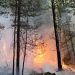 В Ульяновской области вдвое сократилось число лесных пожаров