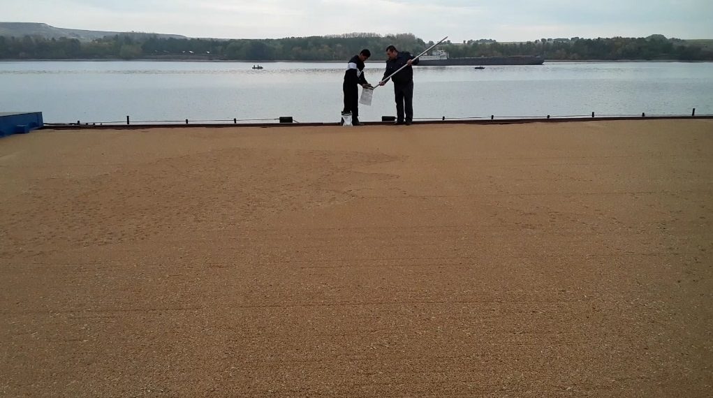 Куда экспортировали ульяновское зерно в 2025 году