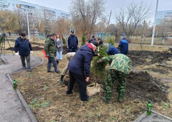 План осеннего озеленения Ульяновска перевыполнен: высажено более 800 деревьев