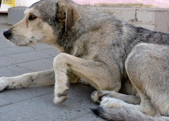Вешкаймская прокуратура добилась компенсации для девочки, пострадавшей от укуса собаки