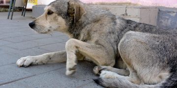 Вешкаймская прокуратура добилась компенсации для девочки, пострадавшей от укуса собаки