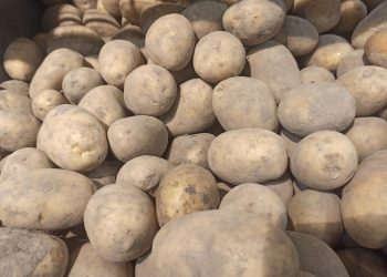 Урожай в Ульяновской области собран на 99%