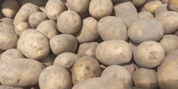 Урожай в Ульяновской области собран на 99%