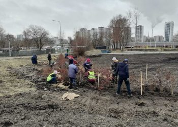 «Горзеленхоз» высаживает новые деревья в сквере Антонова и кустарники у Минаевского моста