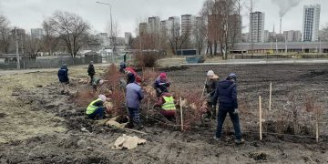«Горзеленхоз» высаживает новые деревья в сквере Антонова и кустарники у моста на Минаева