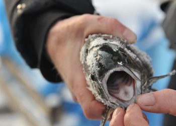 В Ульяновской области спустя 10 лет воссоздан рыбохозяйственный Совет