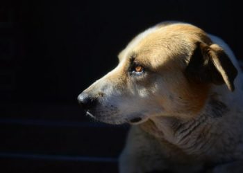 Ульяновской семье выплатили компенсацию за нападение собаки на ребёнка