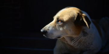 В Ишеевке бездомная собака напала на мальчика: власти выплатили семье компенсацию