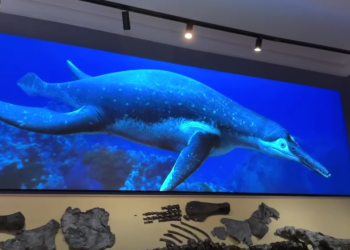 Новое здание Ундоровского палеонтологического музея готово на 85%