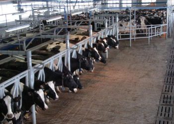 54 нарушения за год: в Ульяновской области ужесточили контроль за учетом скота