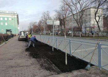 Ульяновск перенял опыт ВДНХ по защите деревьев от зимних реагентов