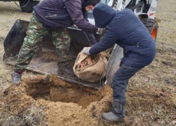 Сквер Антонова в Ульяновске пополнился тремя сотнями молодых деревьев