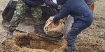 Сквер Антонова в Ульяновске пополнился тремя сотнями молодых деревьев