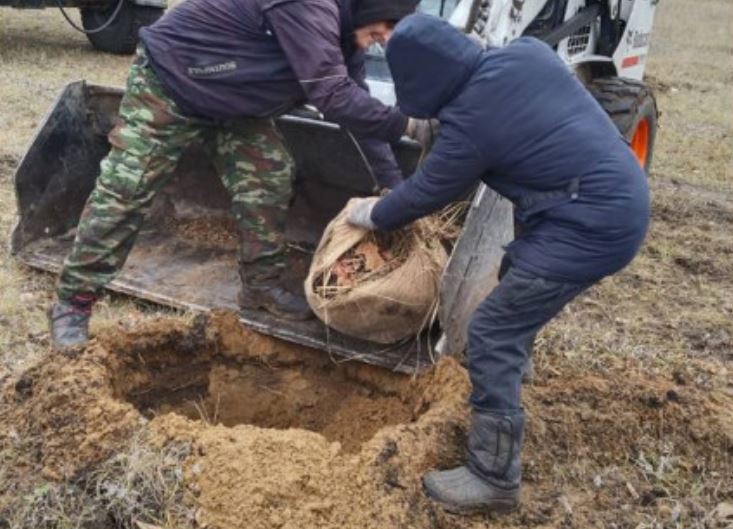 Сквер Антонова в Ульяновске пополнился тремя сотнями молодых деревьев