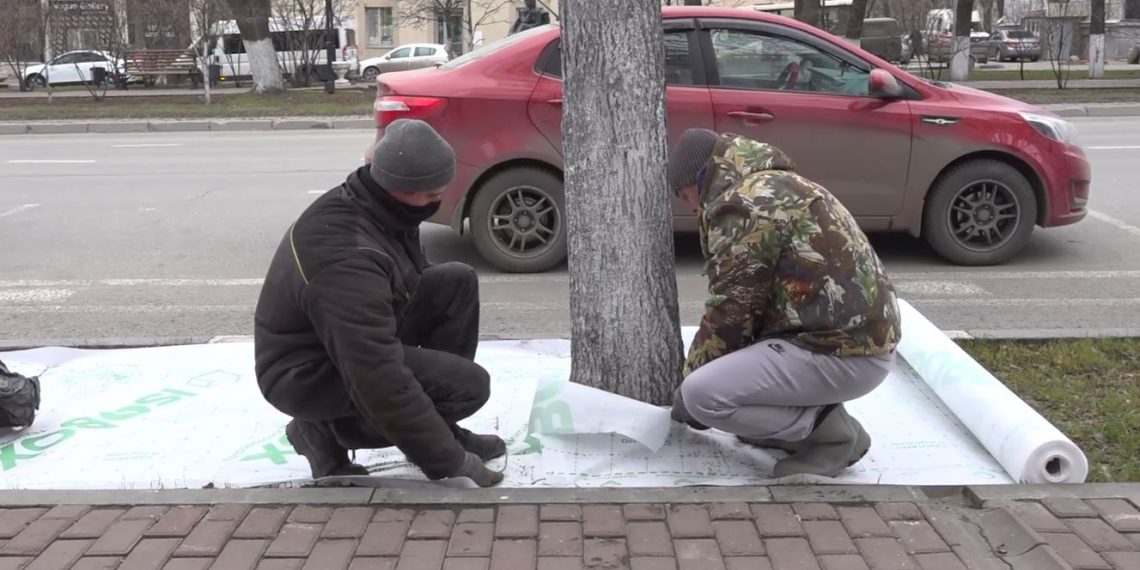 В центре Ульяновска спасают деревья от воздействия реагентов — видео