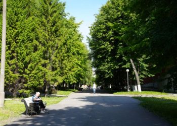 Инвентаризацию зелёных насаждений в Ульяновске продлили на три года