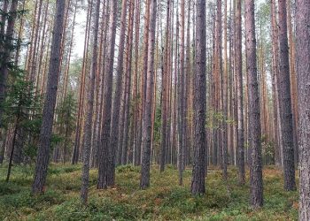 Ульяновское УФАС встало на сторону региона в споре вокруг лесного конкурса