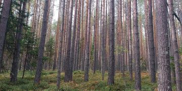 Ульяновское УФАС встало на сторону региона в споре вокруг лесного конкурса