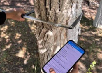 Первый этап инвентаризации зелёных насаждений завершён в Ульяновске