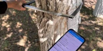 Первый этап инвентаризации зелёных насаждений завершён в Ульяновске