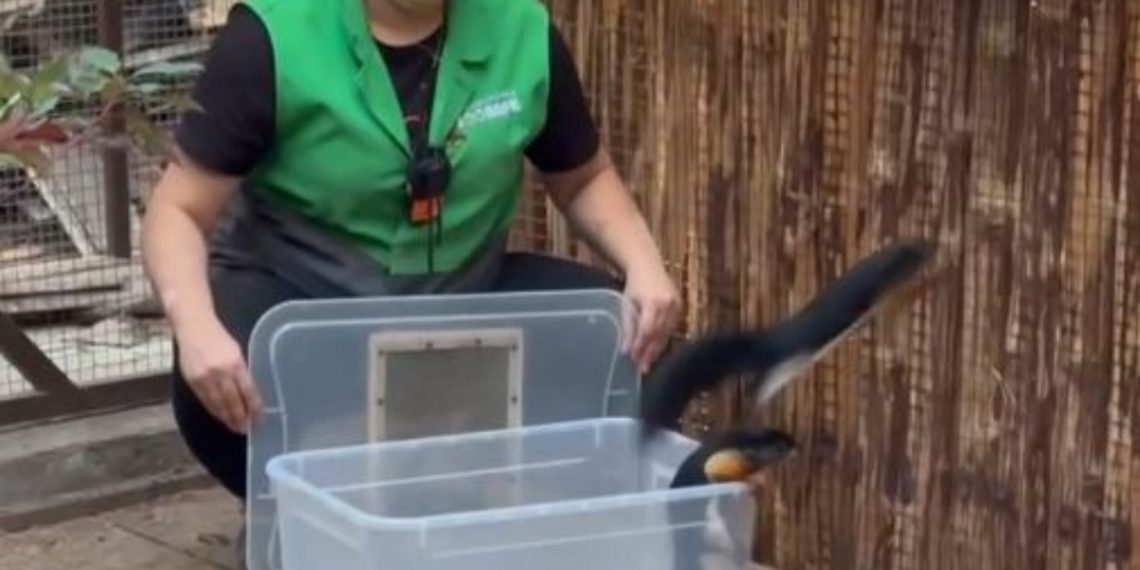 Трёхцветные белки Превоста появились в Ульяновском зоопарке