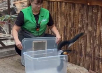 Трёхцветные белки Превоста появились в Ульяновском зоопарке