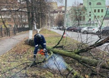 В центре Ульяновска от сильного ветра упало аварийное дерево