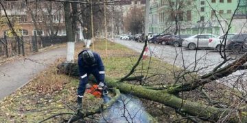 В центре Ульяновска от сильного ветра упало аварийное дерево
