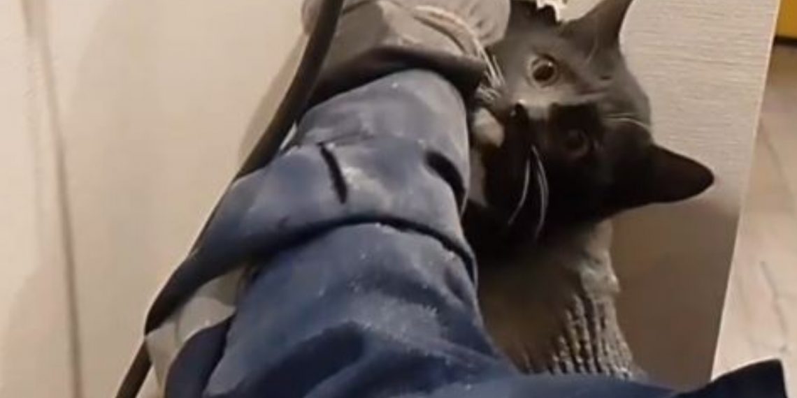 Ульяновские спасатели вытащили котенка из вентиляционной шахты