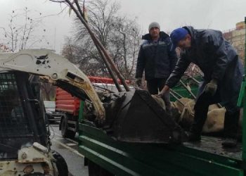 Сколько стоит посадить дерево в Ульяновске: стали известны новые цены