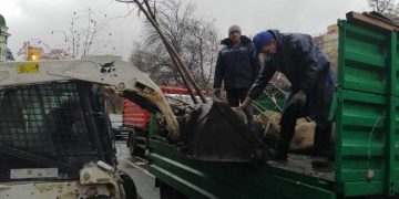 Сколько стоит посадить дерево в Ульяновске: стали известны новые цены